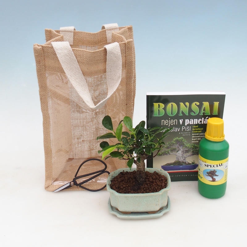 Bonsai da camera in busta regalo - JUTA