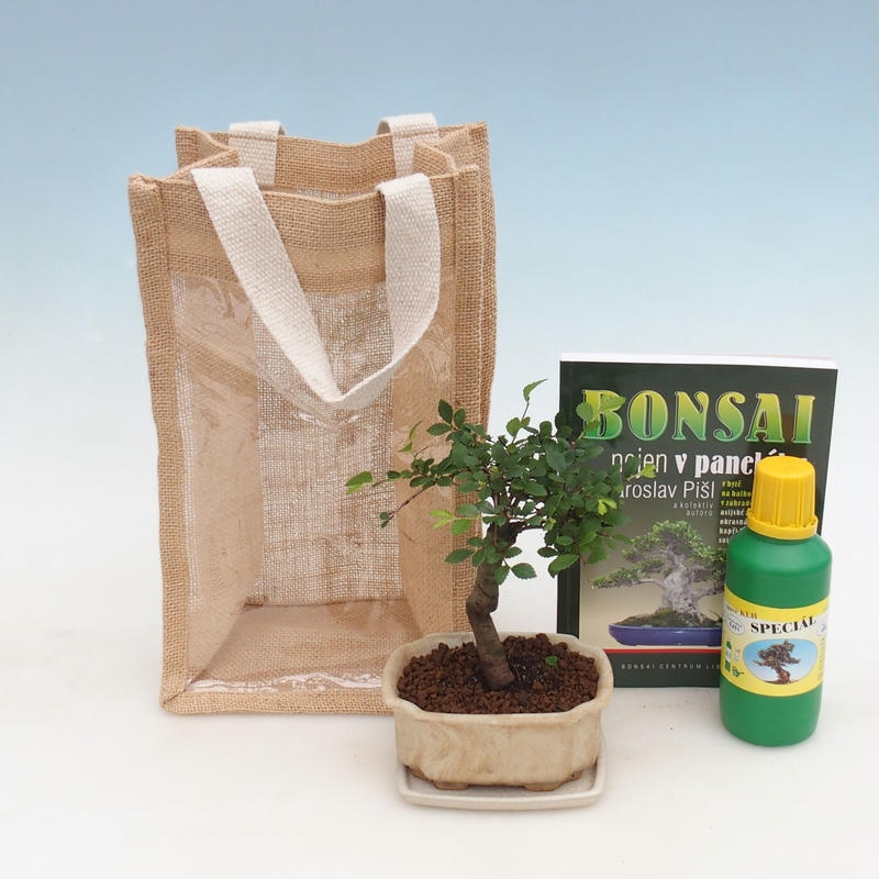 Bonsai da camera in busta regalo - JUTA Ulmus parvifolia-Almo da camera