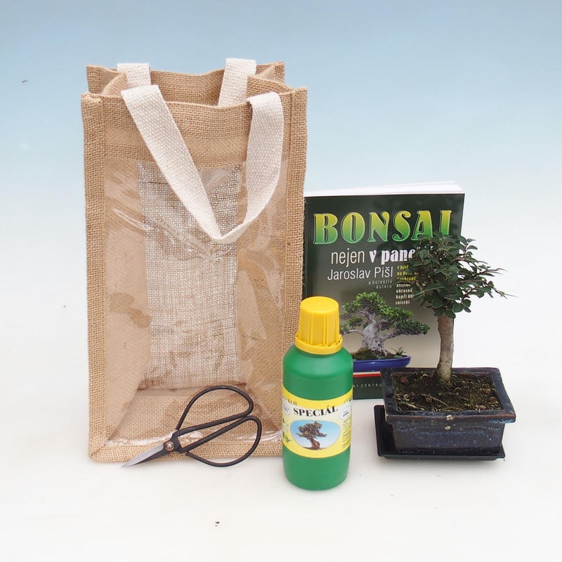 Bonsai da camera in busta regalo - JUTA Ulmus parvifolia-Almo da camera