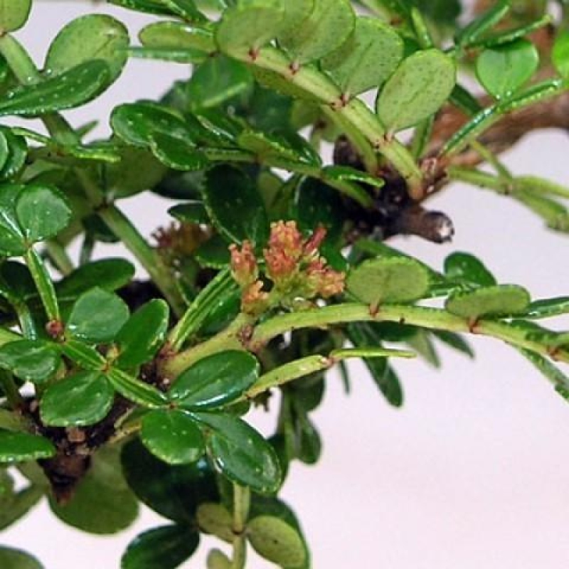 Camera bonsai - Zantoxylum piperitum - albero del pepe
