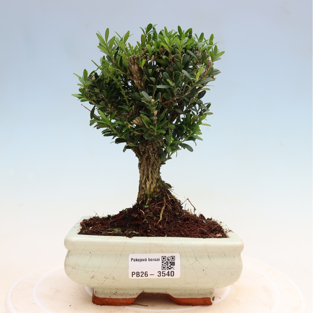 Camera bonsai - Buxus harlandii - buxus da sughero