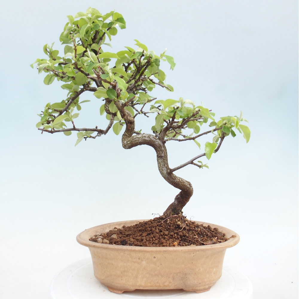 Bonsai da esterno - Chaneomeles chinensis