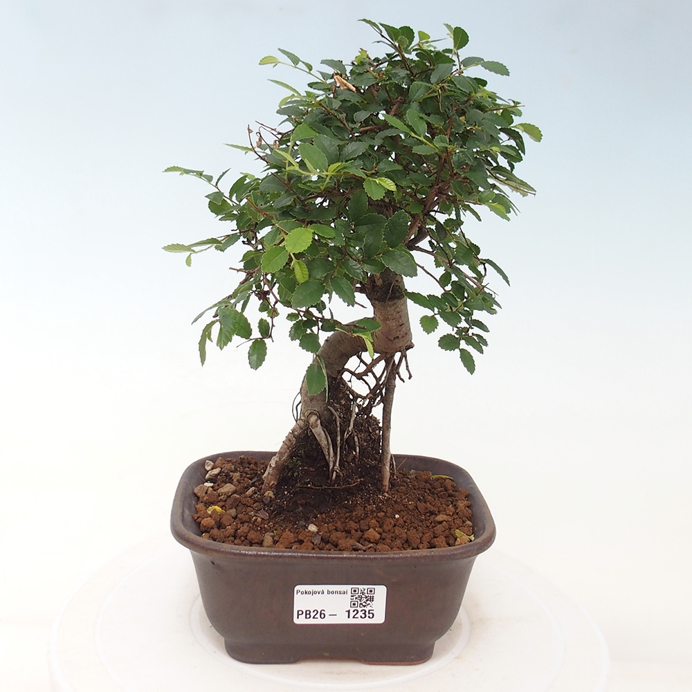 Camera bonsai - Ulmus parvifolia - Olmo a foglie piccole