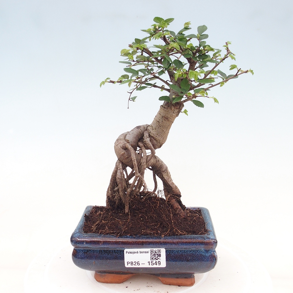 Camera bonsai - Ulmus parvifolia - Olmo a foglie piccole