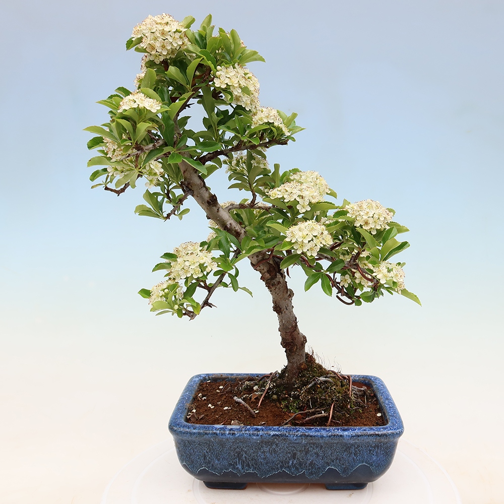 Bonsai da esterno - Pyracantha teton - Pyracantha scarlatta