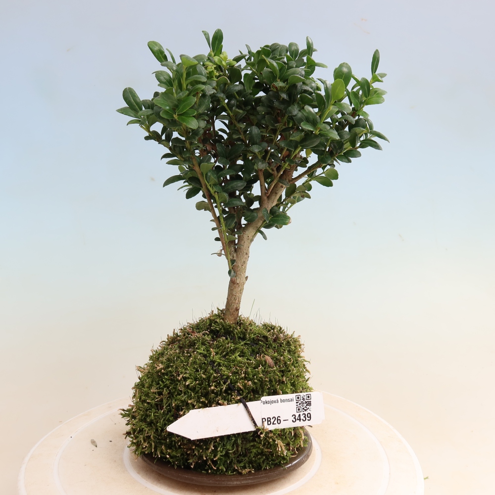 Kokedama con sottovaso - Ilex crenata - Agrifoglio