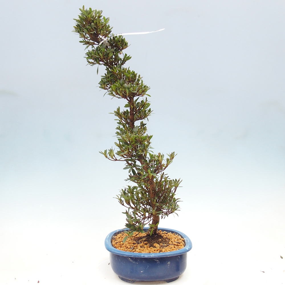 Bonsai da esterno - Azalea giapponese - Azalea Hakurin