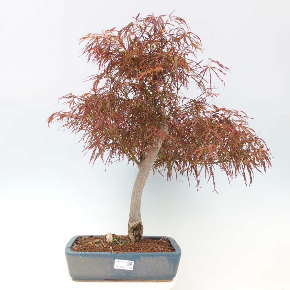 Bonsai da esterno - Acer palmatum RED PYGMY