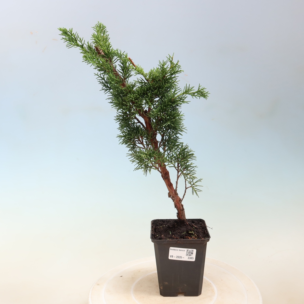 Bonsai da esterno - Juniperus chinensis Kishu