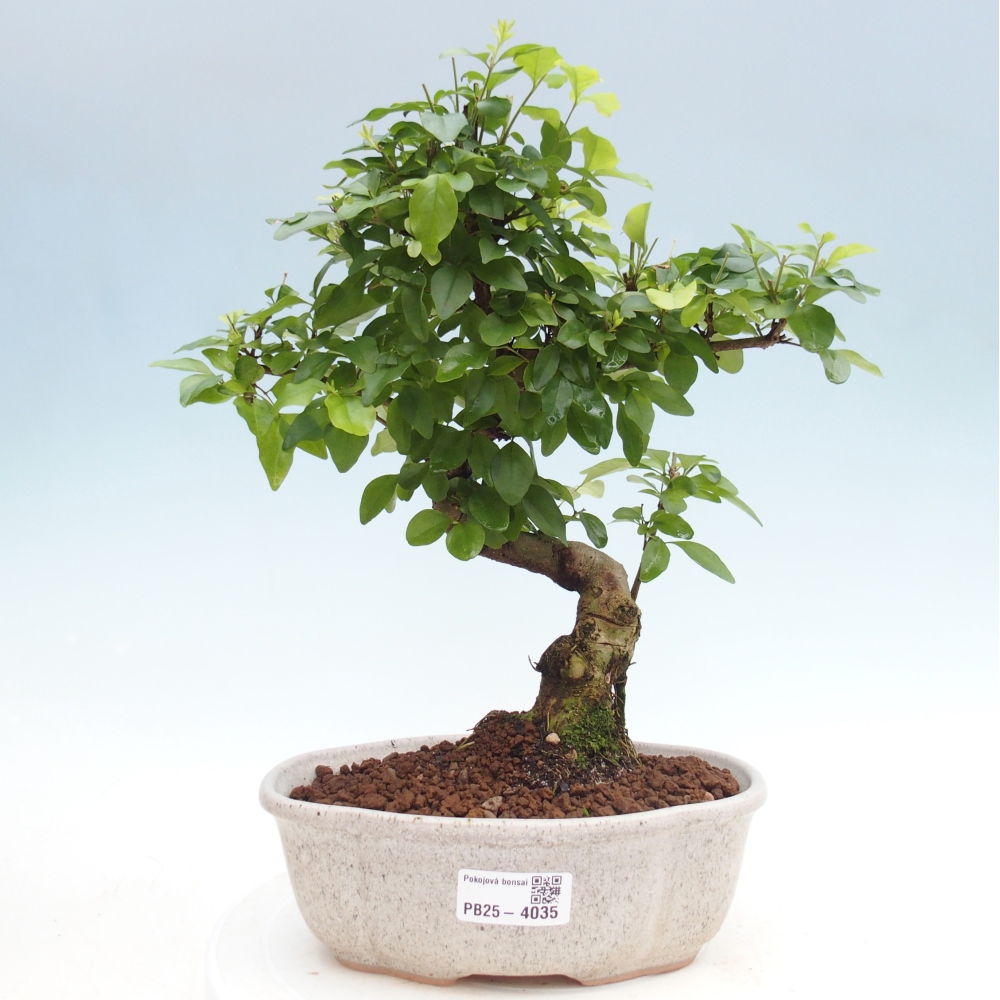 Camera bonsai -Ligustrum chinensis - Becco d'uccello