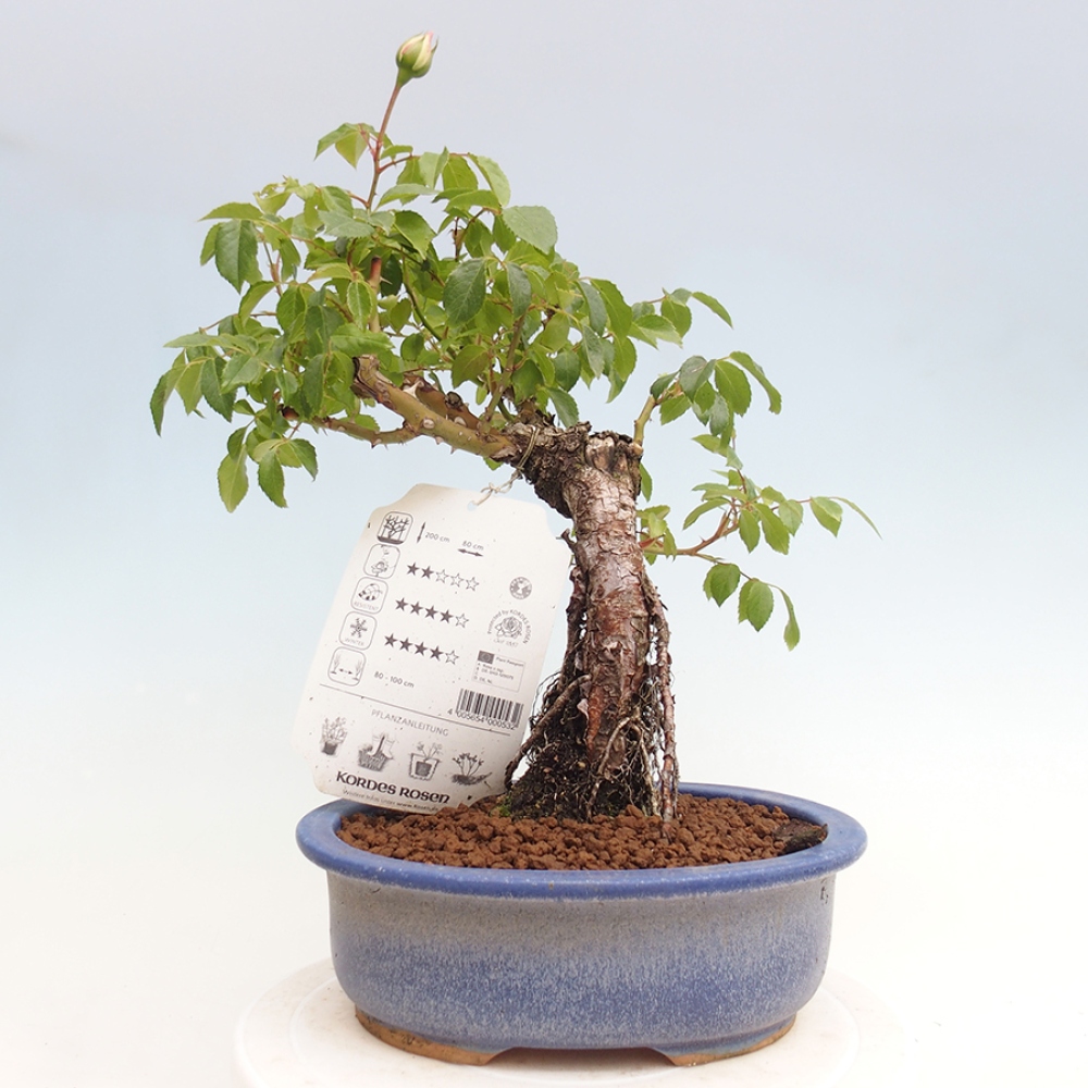 Bonsai da esterno - Rosa Kordes - rosa