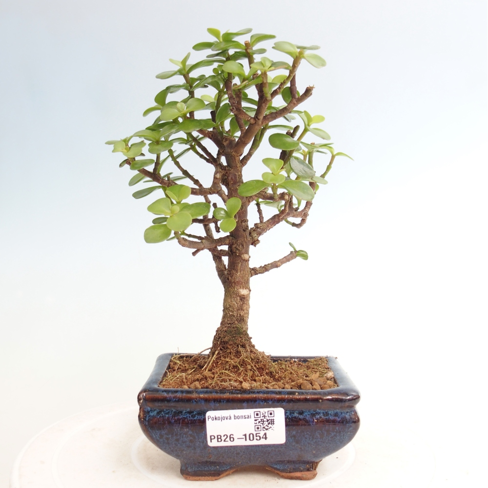 Camera bonsai - Portulakaria Afra - Tlustice