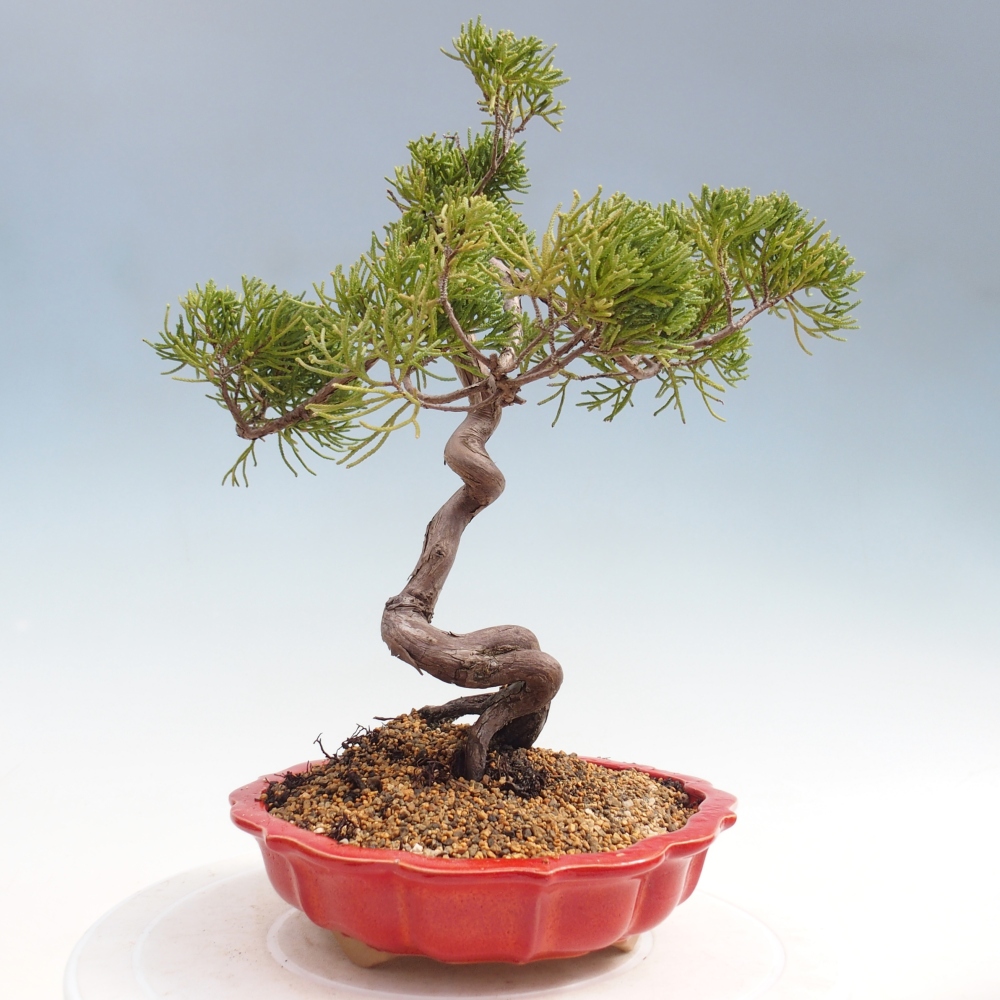 Bonsai da esterno - Juniperus chinensis Kishu
