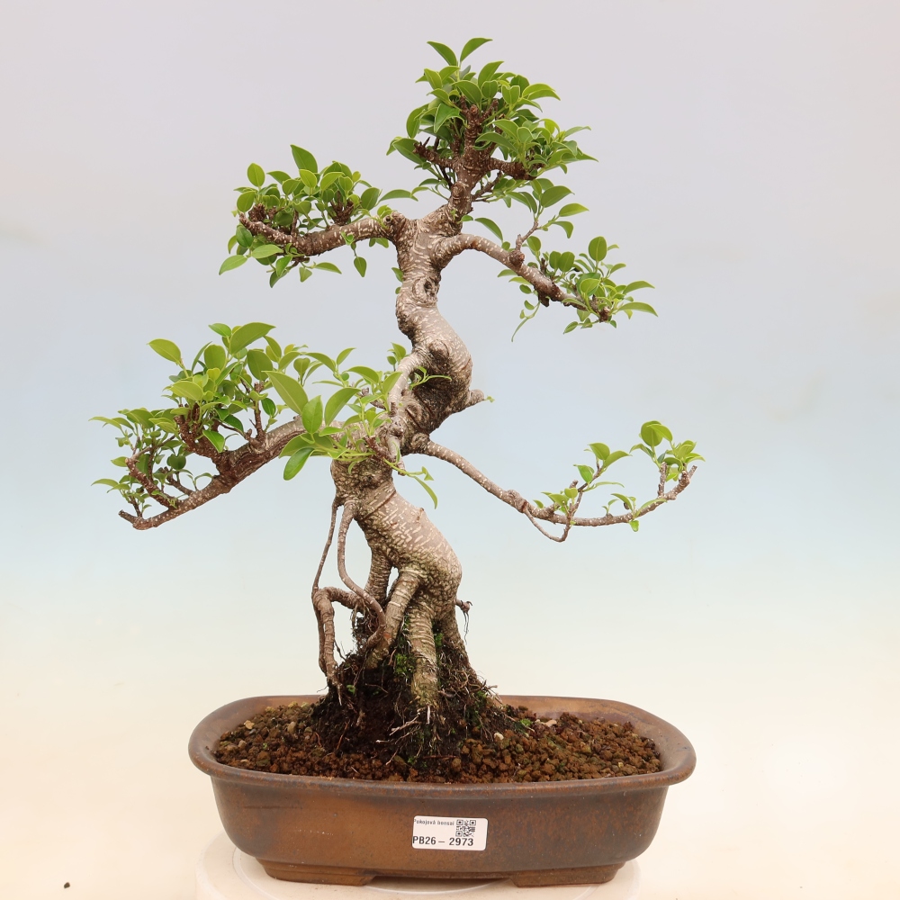 Camera bonsai - Ficus kimmen - ficus a foglie piccole
