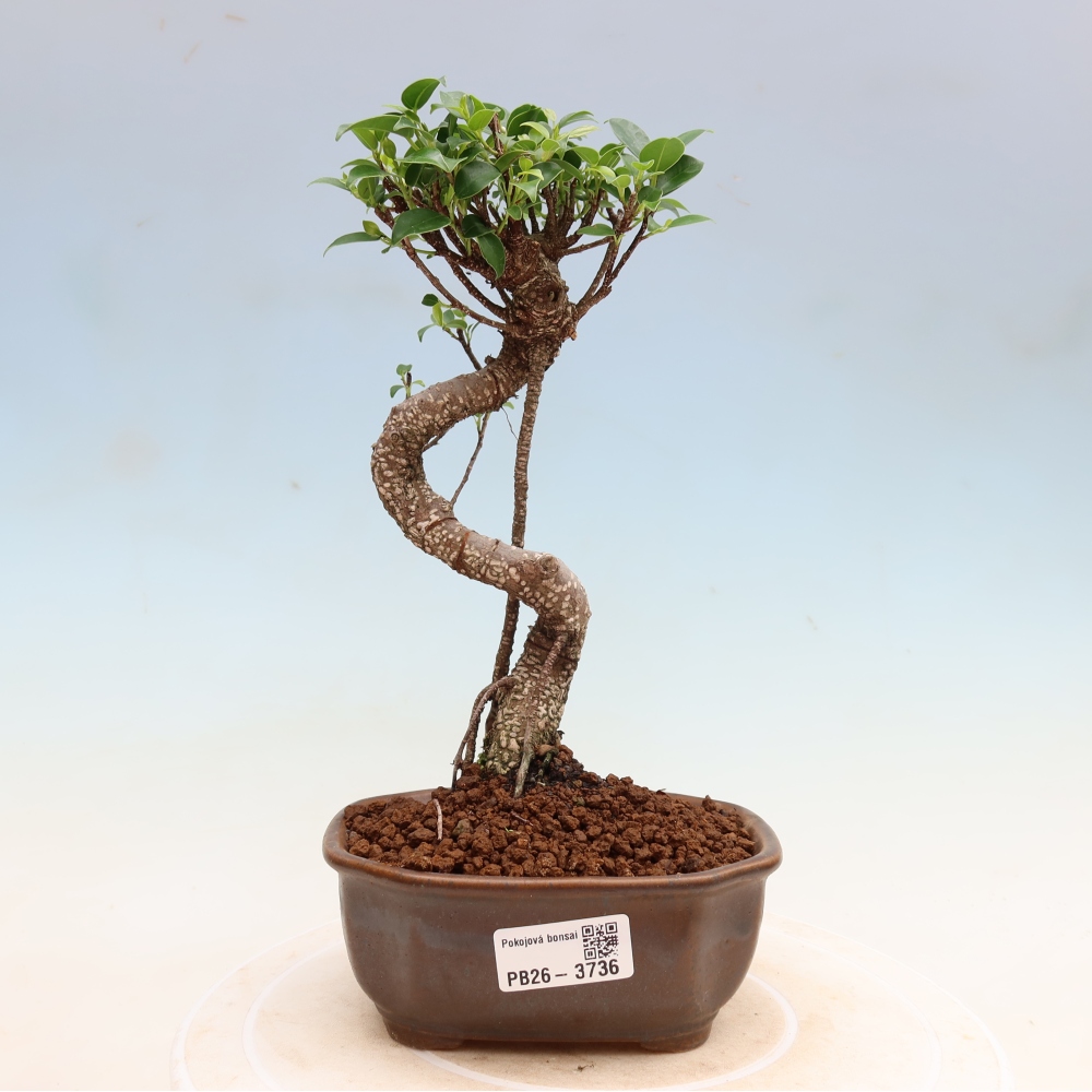 Camera bonsai - Ficus kimmen - ficus a foglie piccole