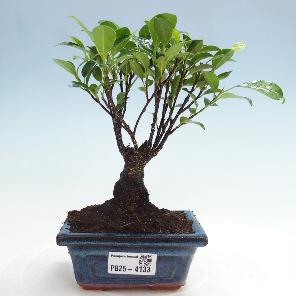 Camera bonsai Ficus retusa kimmen