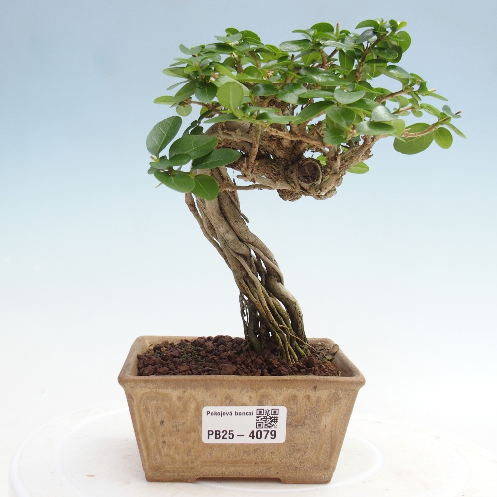 Bonsai da interno - Premna serratifolia - Kozlovna malolista