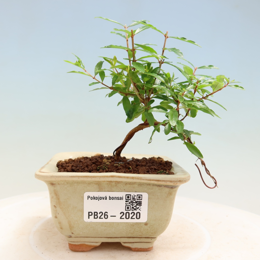 Camera bonsai-PUNICA granatum nana-Mela granata