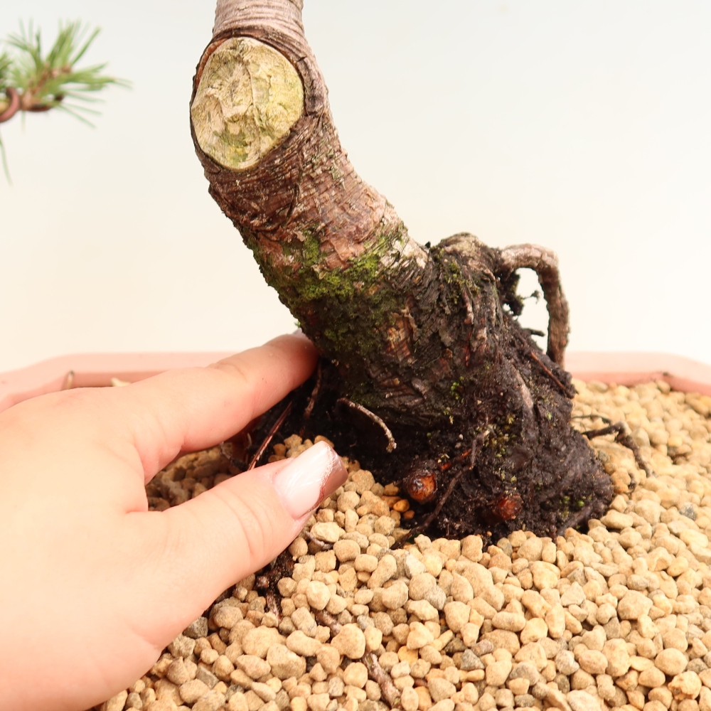 Bonsai da esterno - Pinus mugo Humpy  - Pino mugo