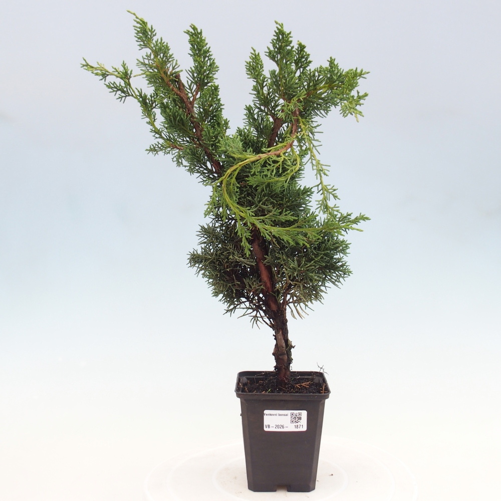 Bonsai da esterno - Juniperus chinensis Kishu