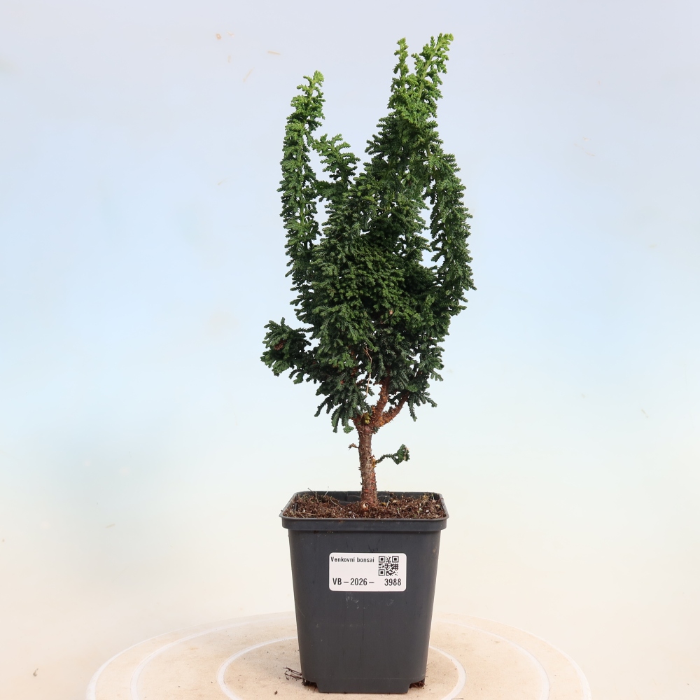 Bonsai da esterno - Cham. obtusa SEKKA HINOKI - Cipresso