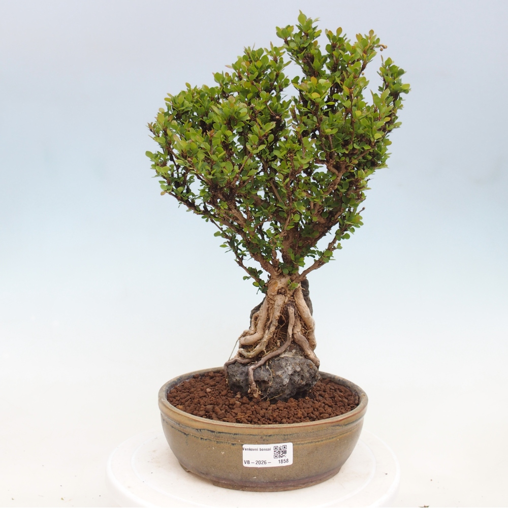 Bonsai da esterno - Berberis coreana