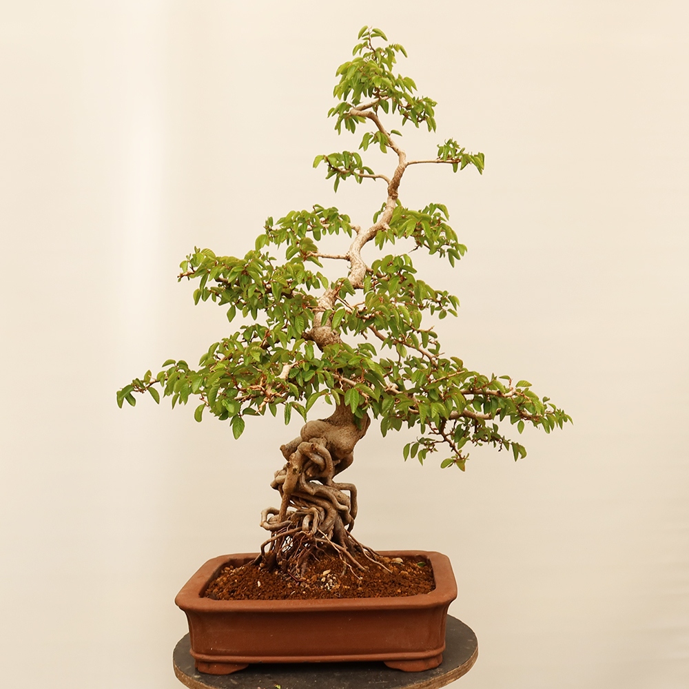 Bonsai da esterno -Carpinus Coreana - Carpino coreano