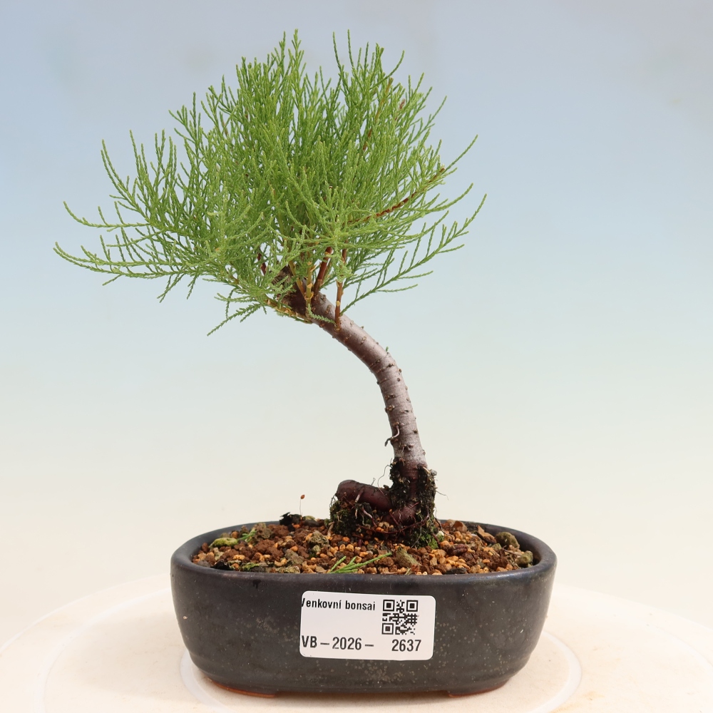 Bonsai da esterno - Tamarisco - Tamarix