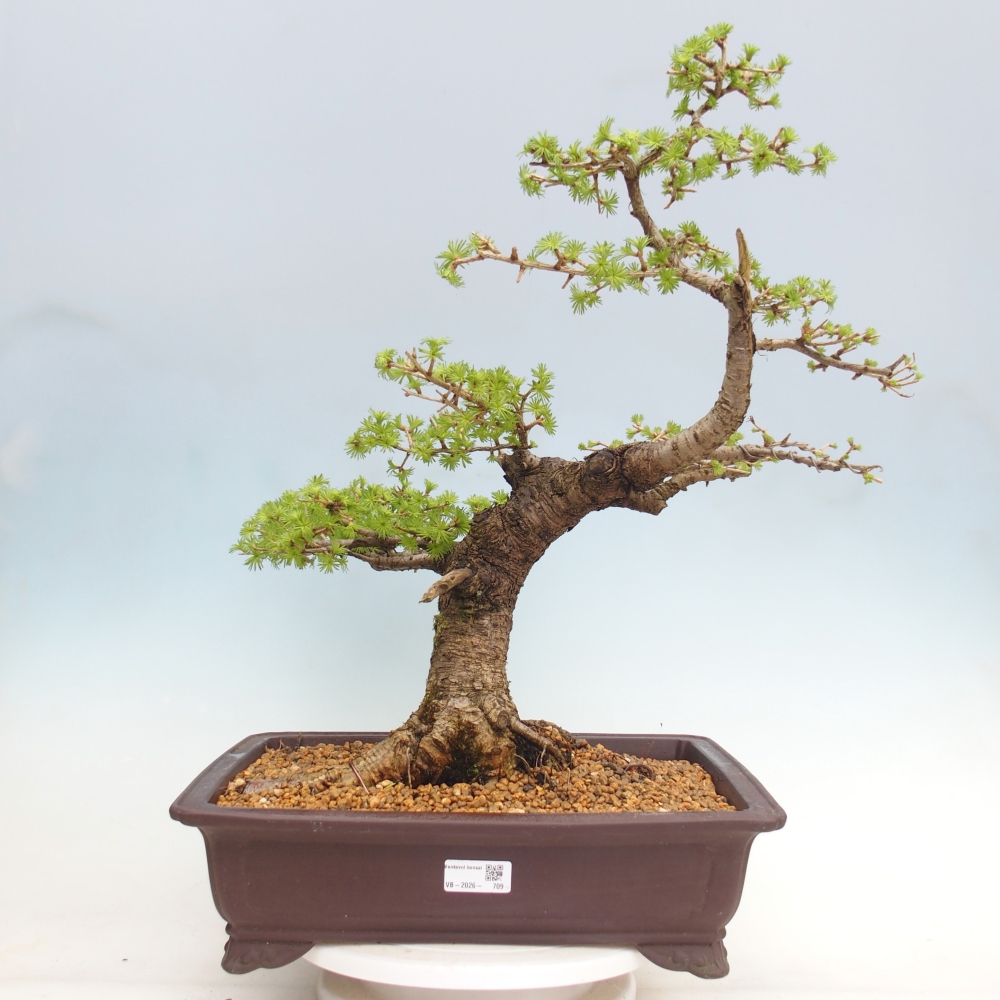 Bonsai da esterno -Larix decidua - Larice - Solo trasporto su pallet