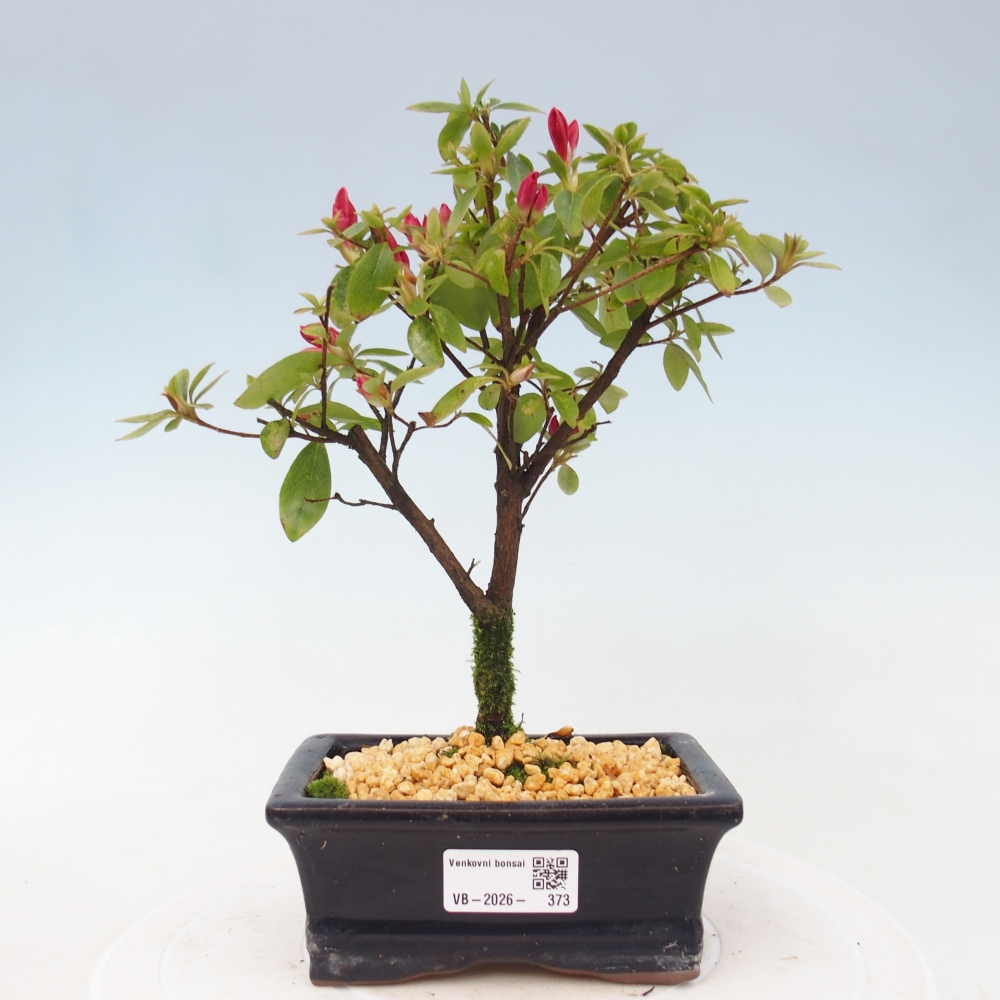 Bonsai da esterno - Azalea giapponese - Azalea sp.