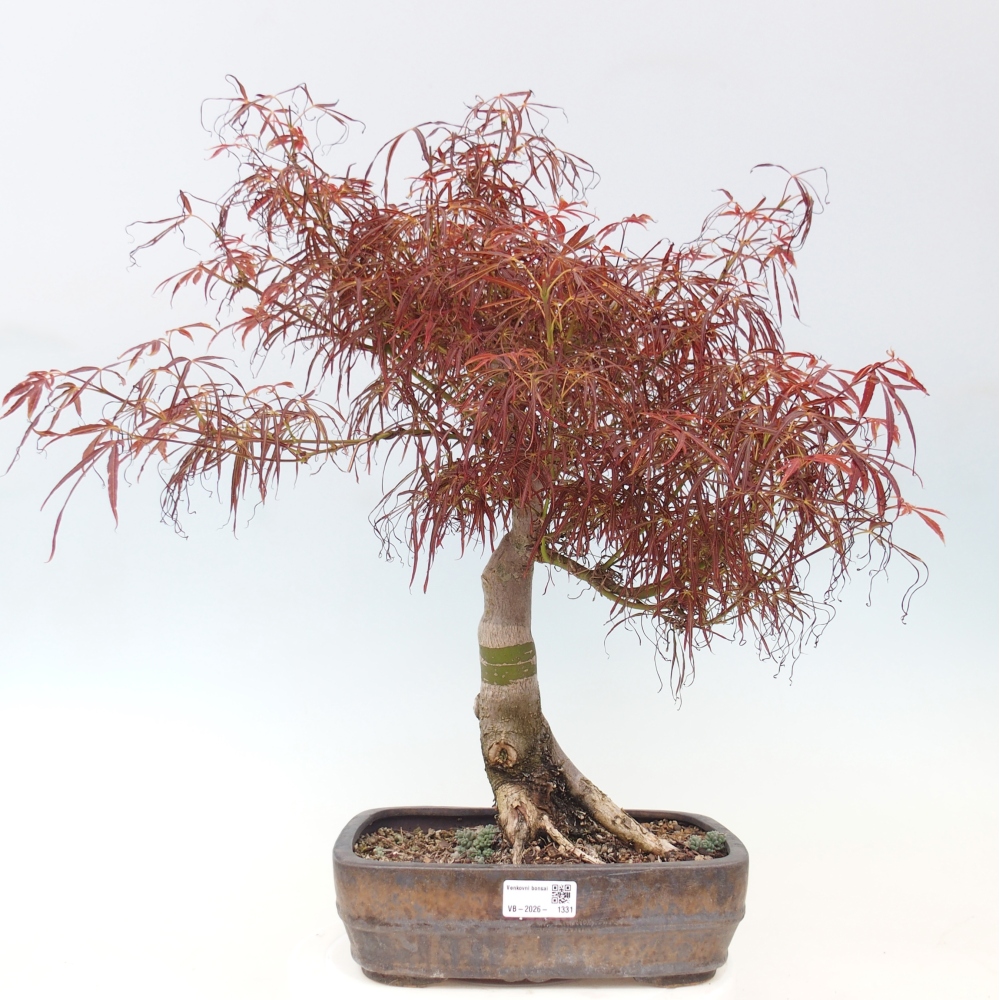 Bonsai da esterno - Acer palmatum RED PYGMY