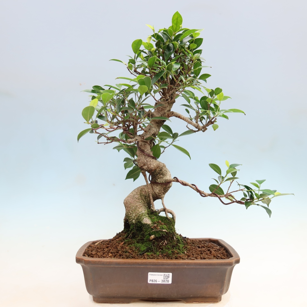 Camera bonsai - Ficus kimmen - ficus a foglie piccole
