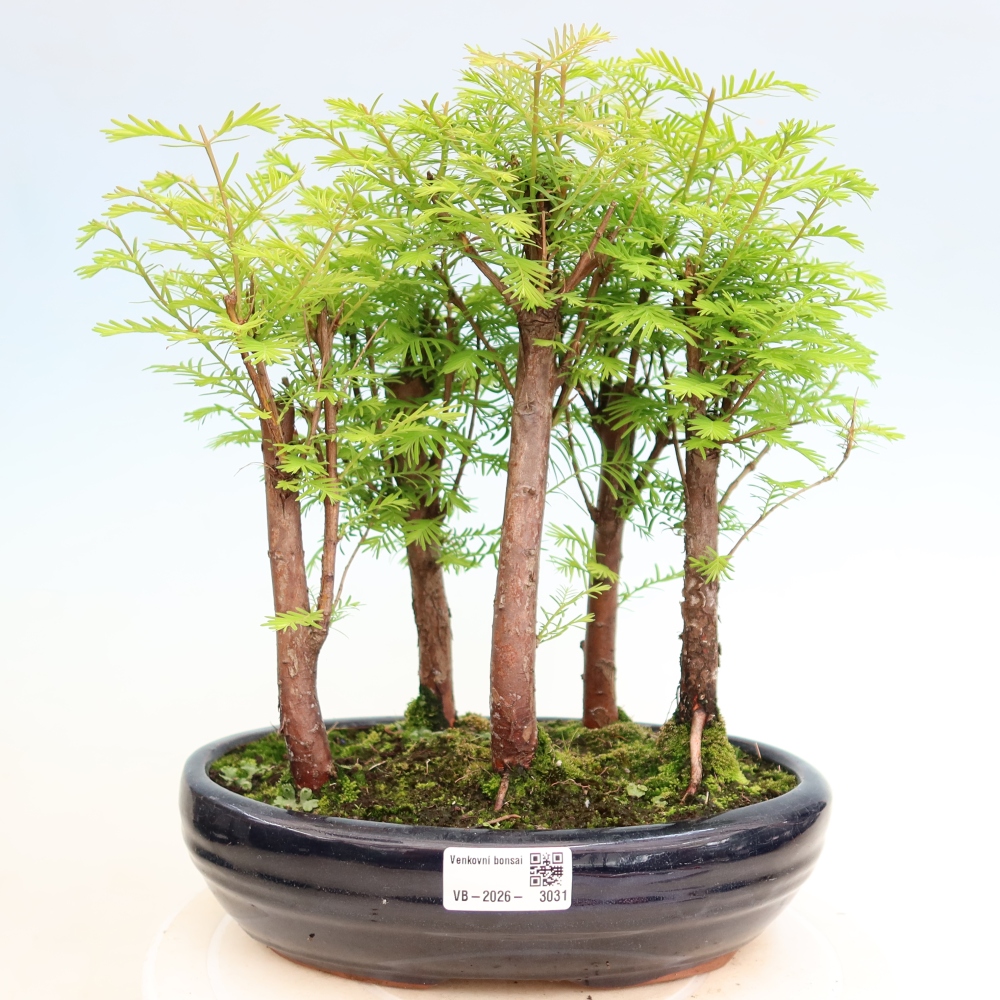 Bonsai da esterno - Metasequoia glyptostroboides - Metasequoia cinese - boschetto