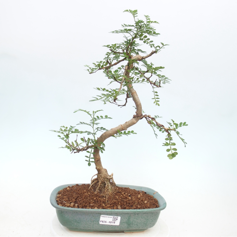 Camera bonsai - Zantoxylum piperitum - albero del pepe