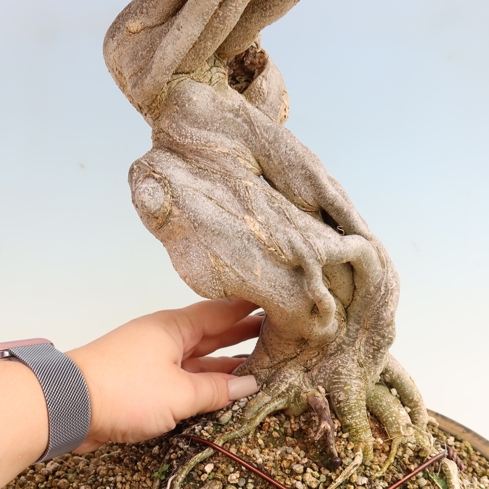 Bonsai da esterno - Acer Buergerianum - Acero di Burger