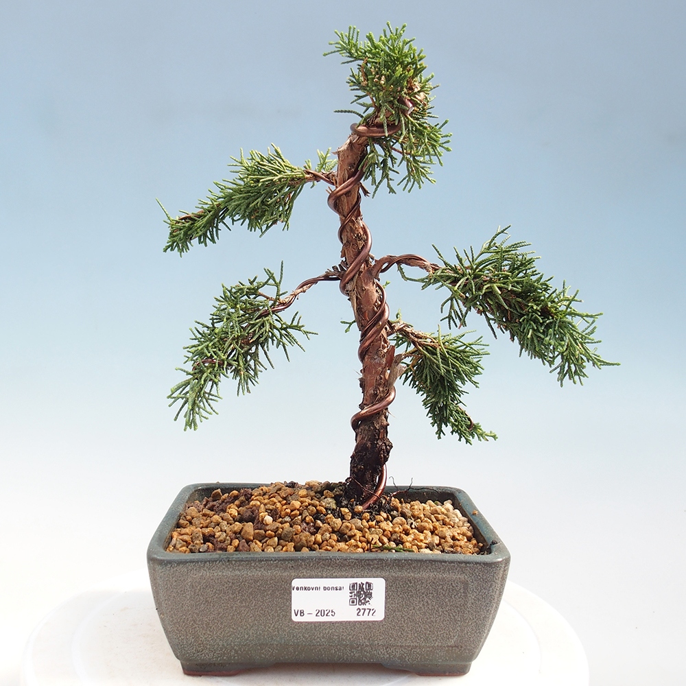 Bonsai da esterno - Juniperus chinensis Kishu