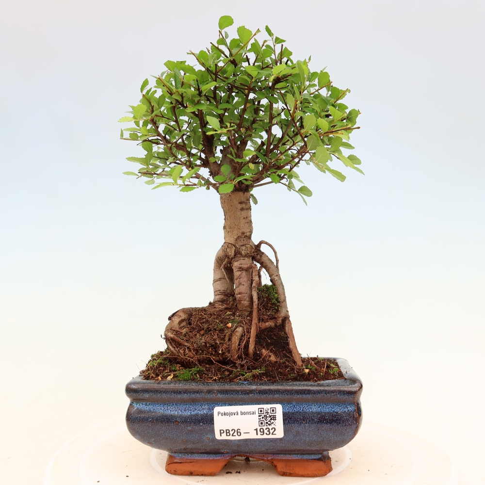 Camera bonsai - Ulmus parvifolia - Olmo a foglie piccole