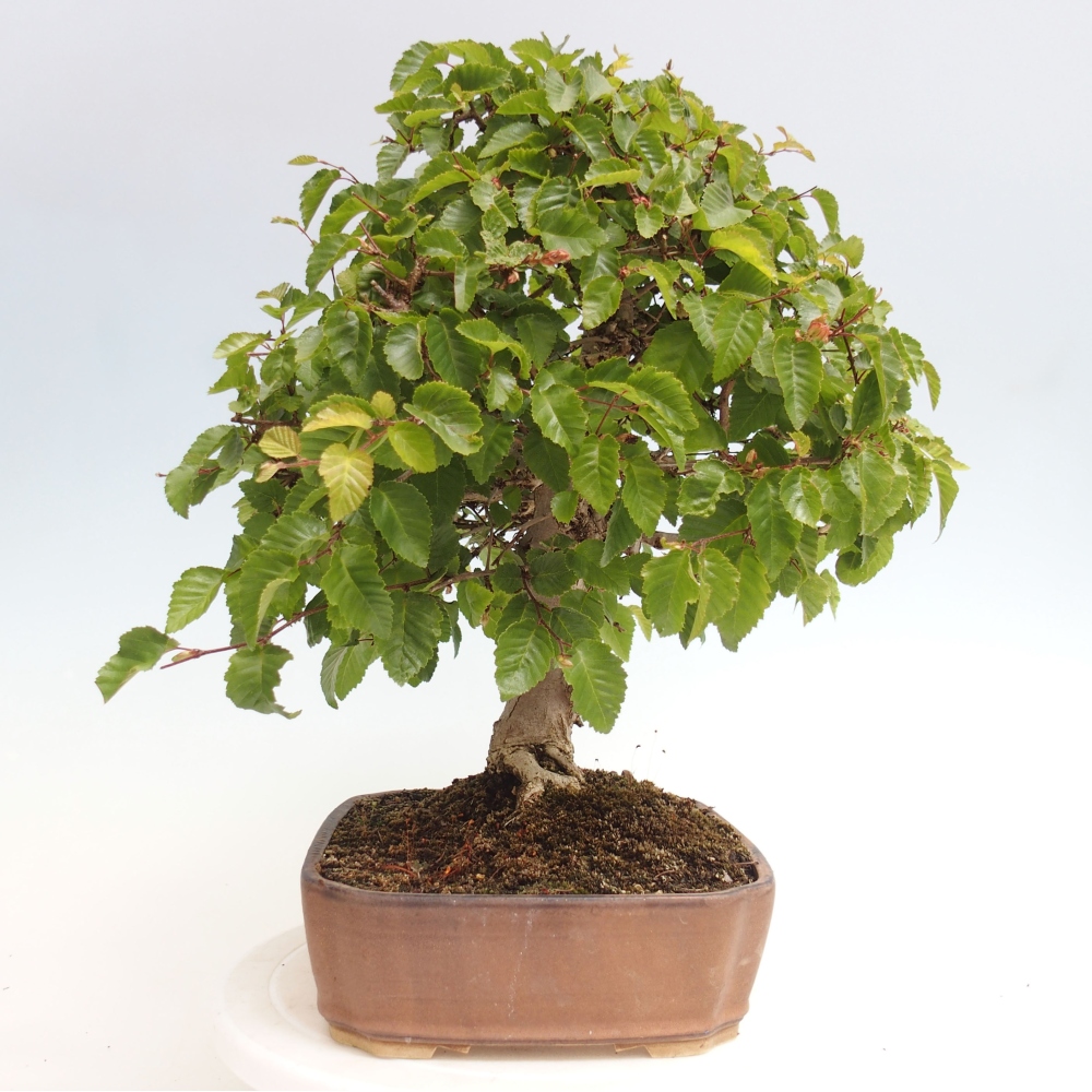 Bonsai da esterno -Carpinus CARPINOIDES - Carpino coreano
