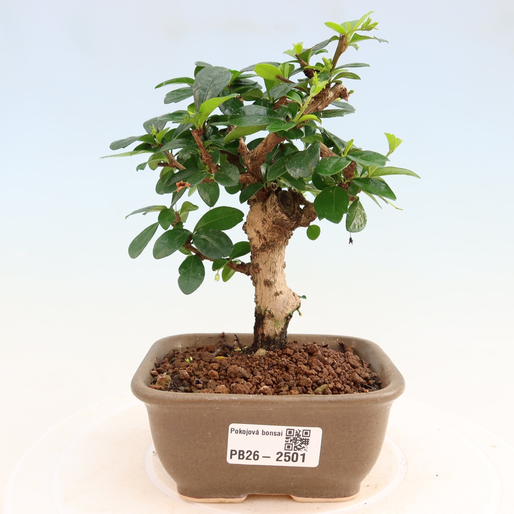 Camera bonsai - Carmona macrophylla - Tea fuki