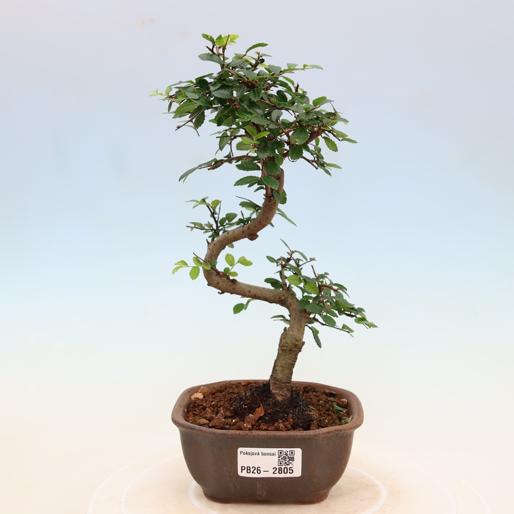 Camera bonsai - Ulmus parvifolia - Olmo a foglie piccole