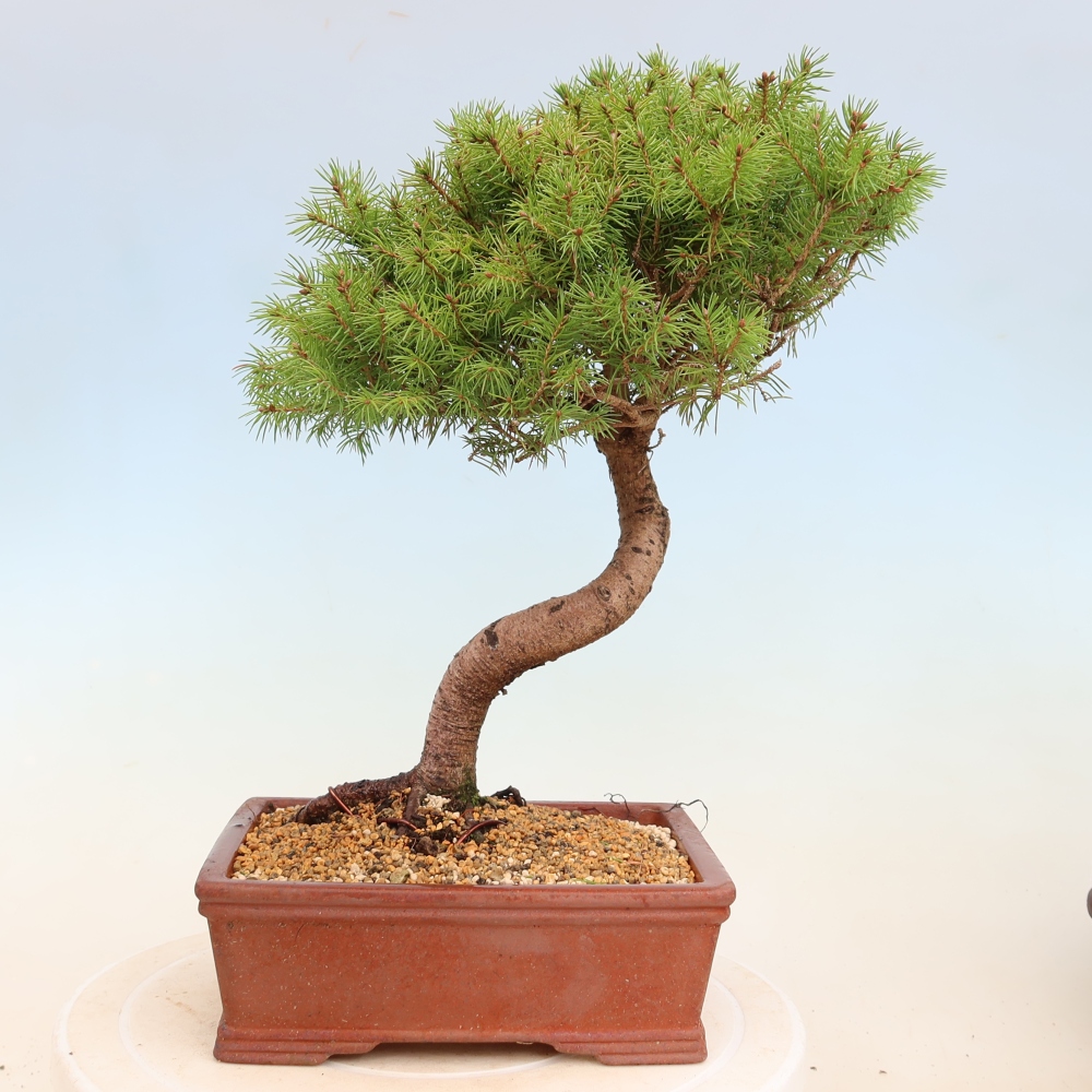 Bonsai da esterno - Abete grigio - Picea glauca globe