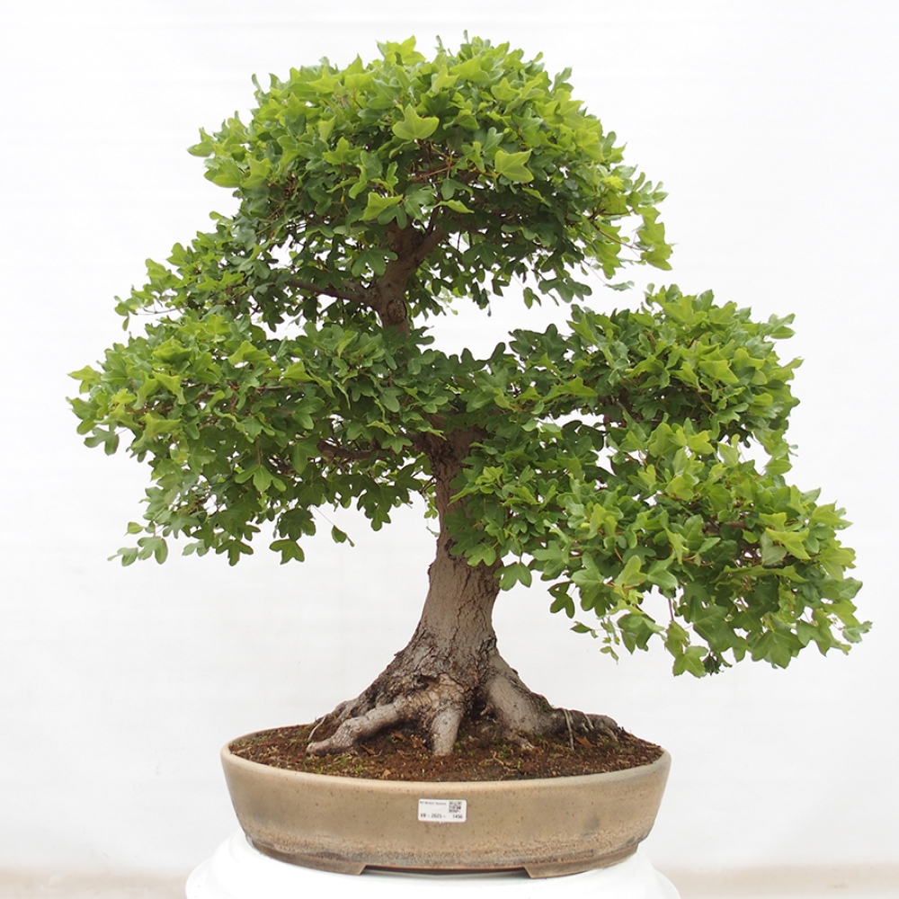 Bonsai da esterno - Acero francese - Acer Nonspessulanum