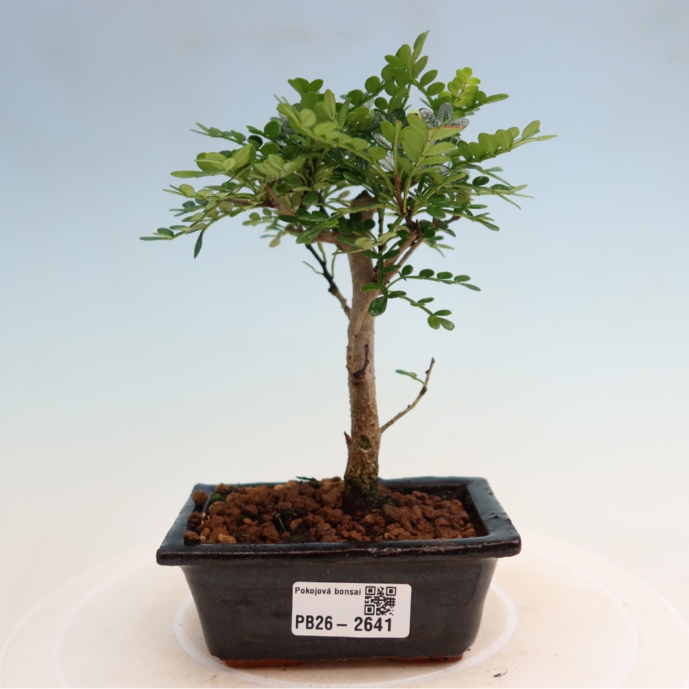 Camera bonsai - Zantoxylum piperitum - albero del pepe
