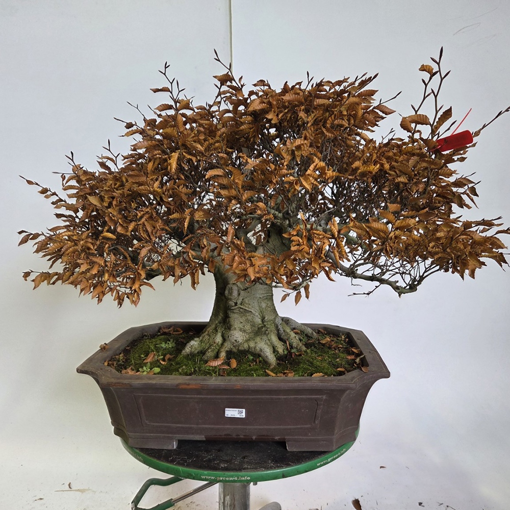 Bonsai da esterno - Fagus crenata