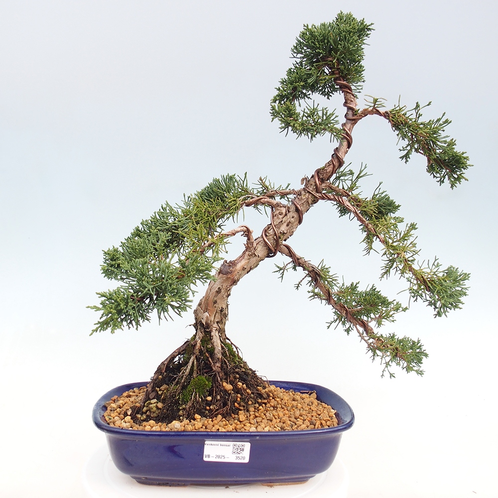 Bonsai da esterno - Juniperus chinensis Kishu