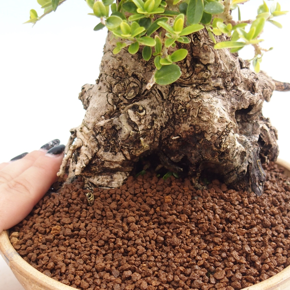 Bonsai da interno - Olea europaea sylvestris