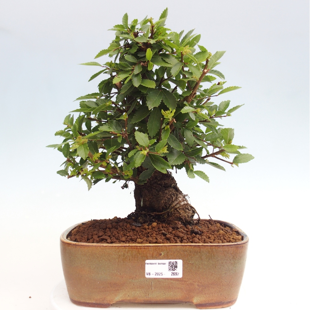 Bonsai da esterno - Zelkova - Zelkova NIRE