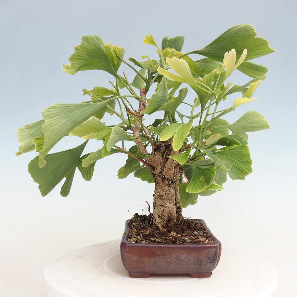 Bonsai da esterno - Ginkgo biloba - Ginkgo biloba