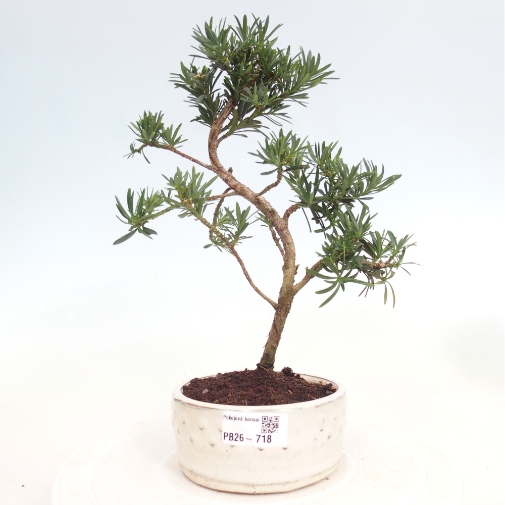 Camera bonsai - Podocarpus - Tasso delle pietre