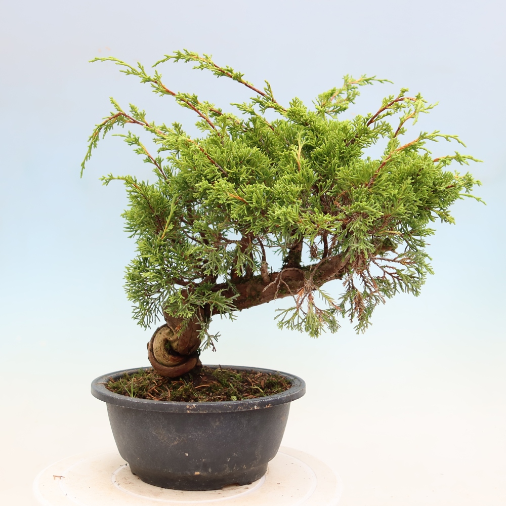 Bonsai da esterno - Juniperus chinensis Itoigawa-Juniperus chinensis